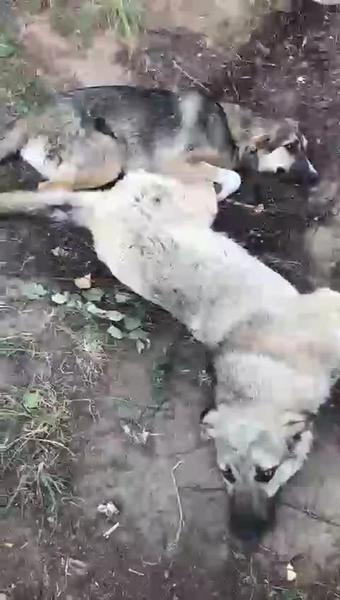 Казанцы жалуются на массовое отравление бездомных собак