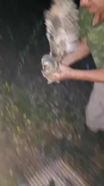 Брошенного совёнка в Азнакаевском районе выпустили в лес
