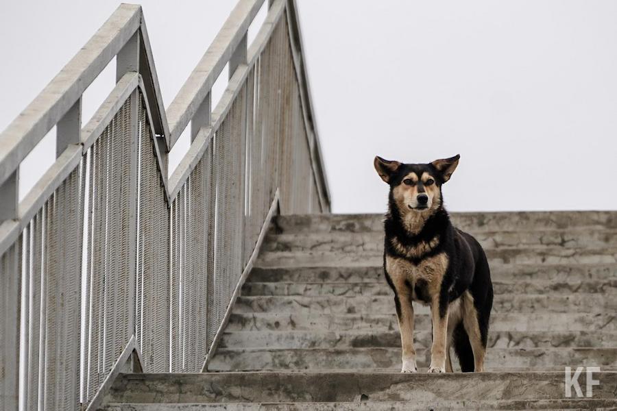 Бездомные собаки: дискуссии с результатом или «мыльная опера»