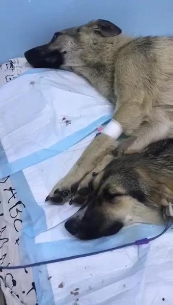 Казанцы жалуются на массовое отравление бездомных собак