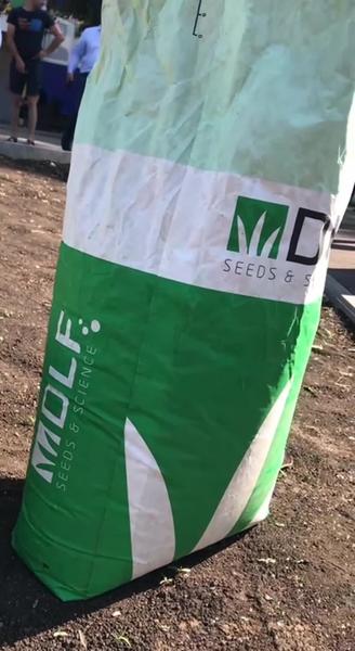 В альметьевских дворах газоны засеют микроклевером