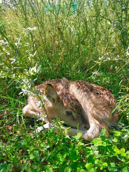 В зоопарке Казани поделились фото малыша, который родился у пары антилоп нильских личи