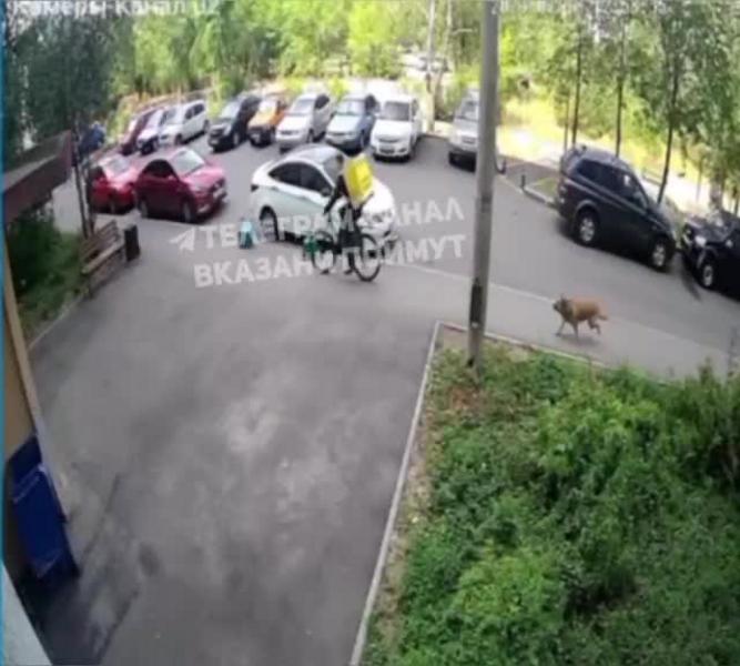 Свора собака напала на курьера в Казани
