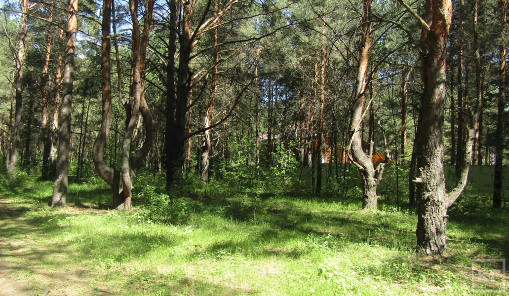 Шильнинский лес предлагают превратить в ботанический сад