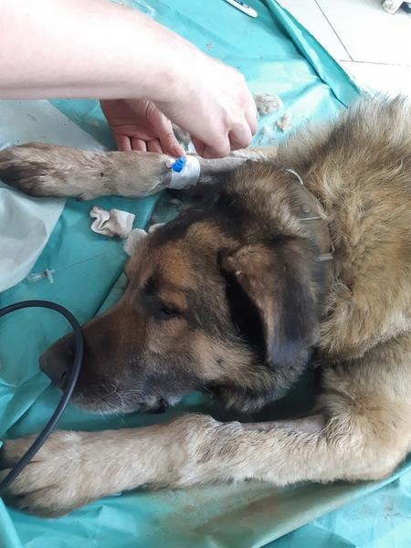 На день рождения к татарстанцу пришел пес с вырванным половым органом