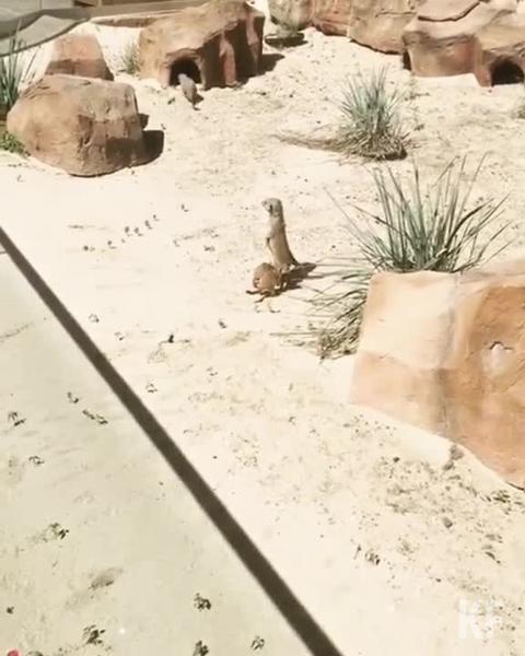 Казанский зоопарк «Река Замбези» показал, как резвятся маленькие сурикаты