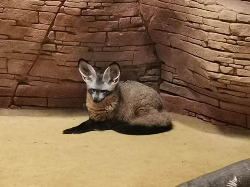 Казанцам предлагают выбрать имена для большеухих лисиц зоопарка «Река Замбези»