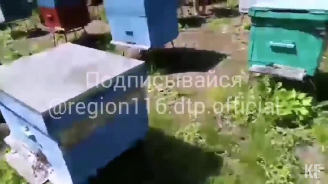 Прокуратура Татарстана начнет проверку по факту массовой гибели пчел