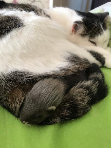 В Елабуге слепая кошка Мира стала мамой для осиротевшего детеныша выдры