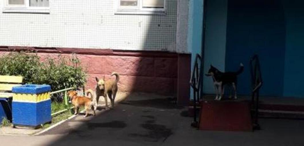 Бездомные собаки убивают домашних животных в Нижнекамском районе