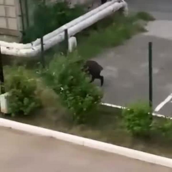 Лось на Оренбургском тракте и кабан на парковке: в Казани снова разгуливают дикие животные