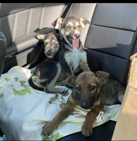 В Альметьевске на улице нашли синих щенят