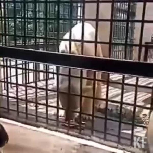 Казанцы сострадают белому медведю в зоопарке