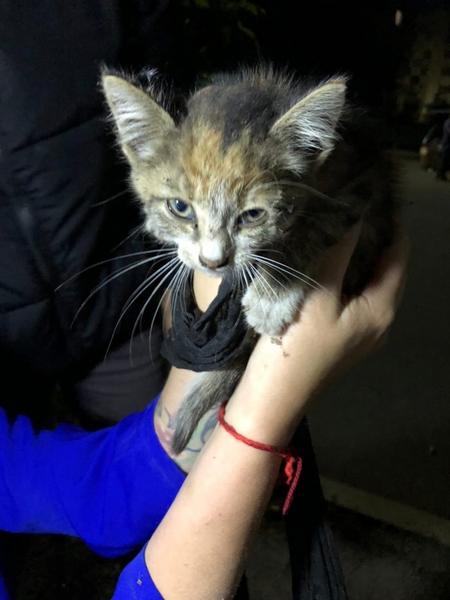 В Нижнекамске развернули «спецоперацию» по спасению котенка В Нижнекамске развернули «спецоперацию» по спасению котенка