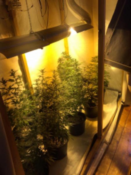 Полицейские Зеленодольска обнаружили у молодого человека 24 куста конопли Полицейские Зеленодольска обнаружили у молодого человека 24 куста конопли