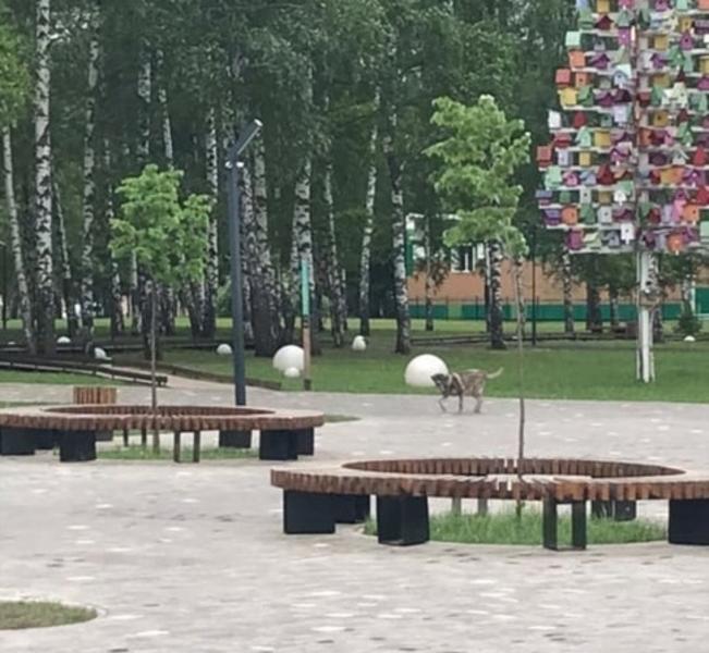 В нижнекамском парке «Семья» поймали напавшего на детей бездомного пса