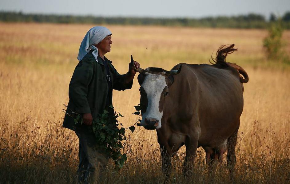 Поможет хороший дождь либо глава: как альметьевцы пытаются сохранить урожай в засуху