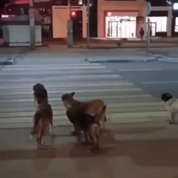 Умные казанские собаки перешли дорогу по правилам и попали на видео Умные казанские собаки перешли дорогу по правилам и попали на видео