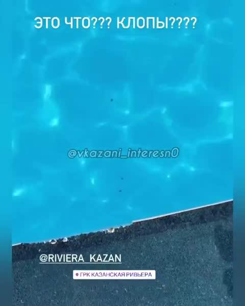 Жители Казани возмущены жуками, плавающими по всему бассейну «Ривьеры»