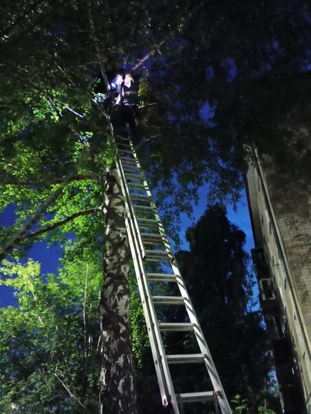 Казанец не смог спуститься с дерева без помощи спасателей