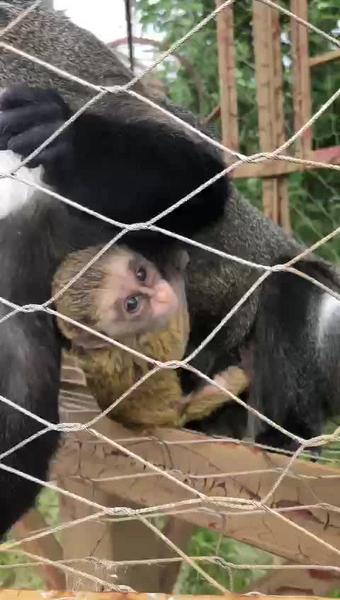 В казанском зоопарке «Река Замбези» у обезьян родились детеныши