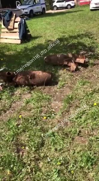 В Казани в СНТ «Ромашка» на дачном участке рабочие выкопали более 40 авиационных бомб В Казани в СНТ «Ромашка» на дачном участке рабочие выкопали более 40 авиационных бомб