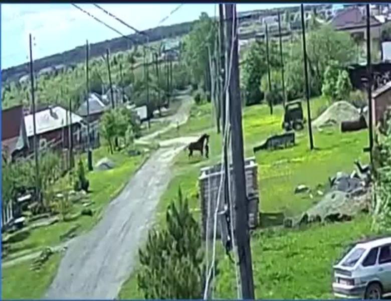 Жителя Свердловской области госпитализировали после нападения коня