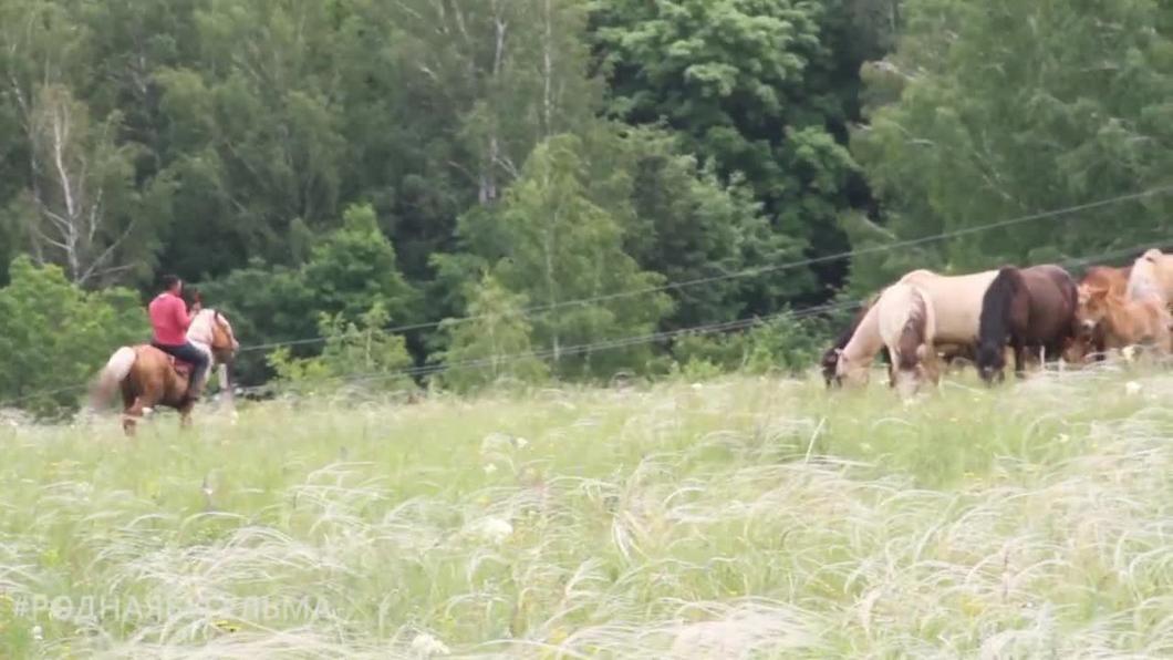 В Бугульминском районе встретили коневода из Якутии, проехавшего на лошадях более 9500 км