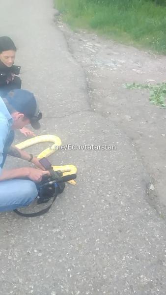 Казанцы обнаружили полутораметрового питона на улице