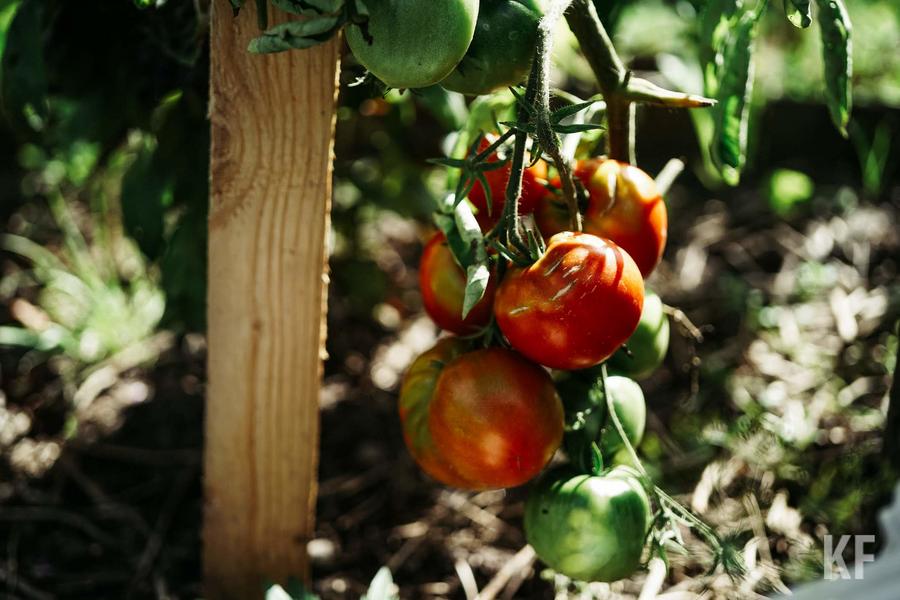 Закон о Госпрограмме помощи садоводам принят Госсоветом РТ