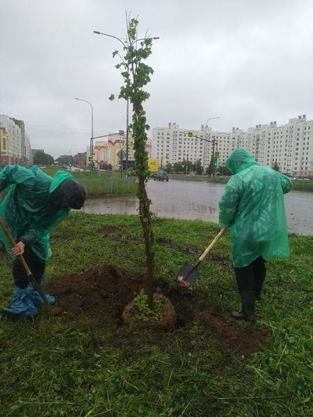 По проспекту Мира в Нижнекамске высадят 120 деревьев