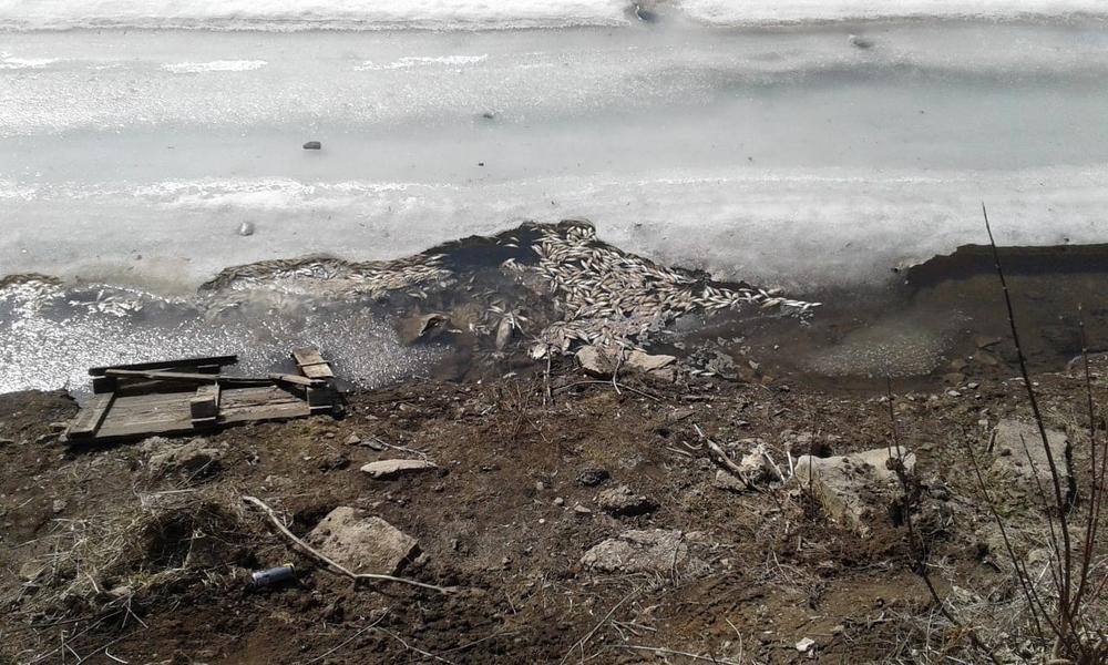 По факту массового мора рыбы в Лениногорске возбудили уголовное дело