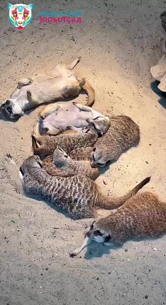 Проснулись - потянулись: казанский зооботсад поделился милым видео с сурикатами