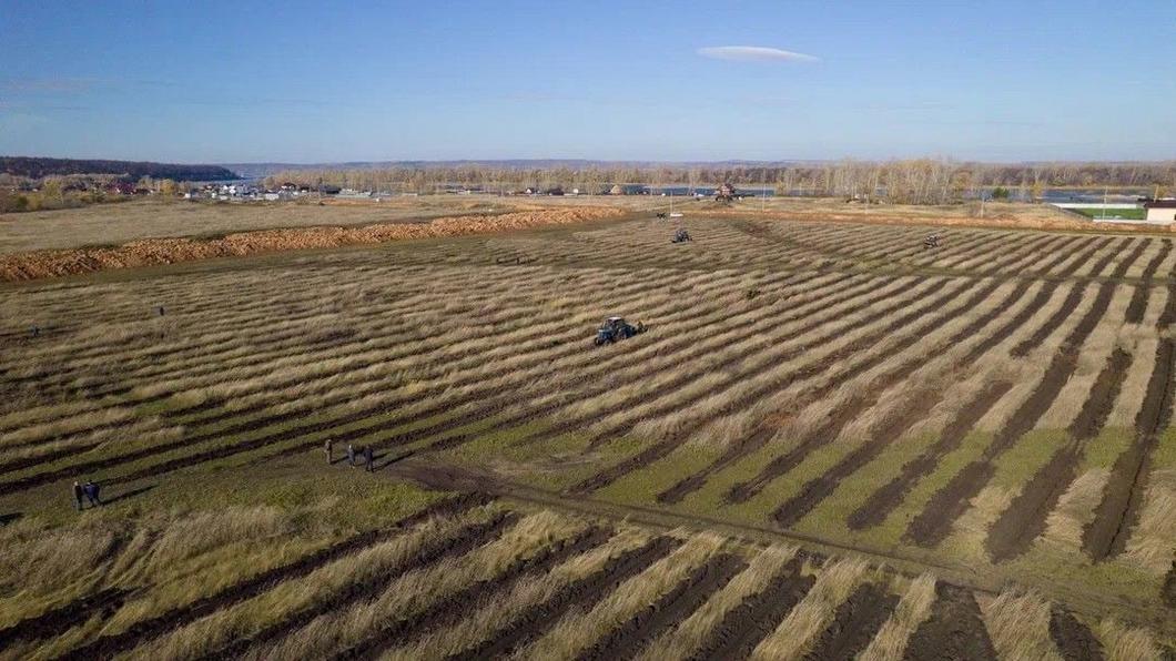 Больше полумиллиона саженцев высадил СИБУР в Нижнекамском районе за два года