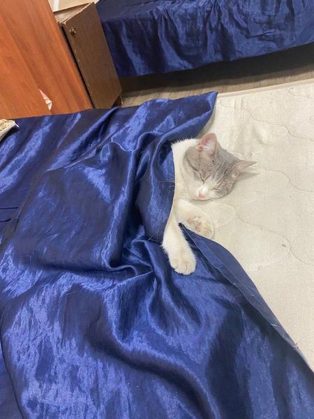 В пожарном отряде МЧС появилась кошка Люся