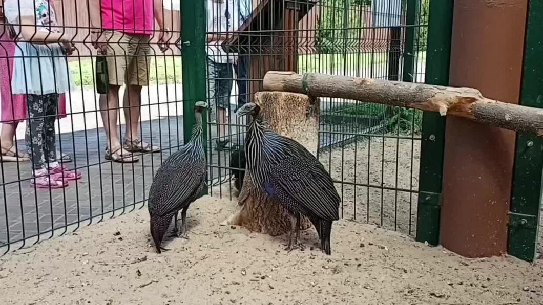 В зоопарке Казани появились новые питомцы - грифовые цесарки