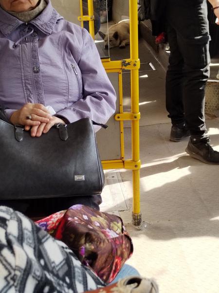 В Казани потерялся песик