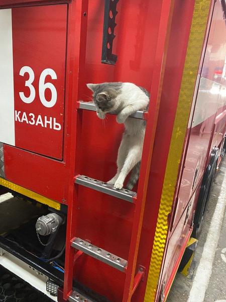 В пожарном отряде МЧС появилась кошка Люся