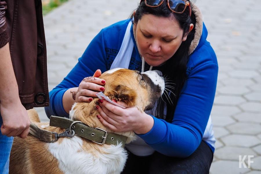 В Казани обсудили, как создать комфортный город для собак