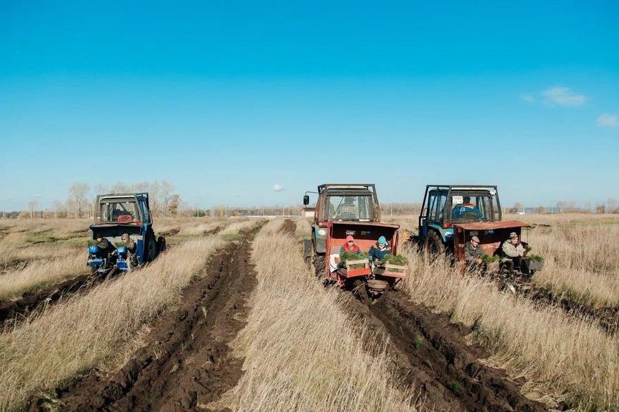 Больше полумиллиона саженцев высадил СИБУР в Нижнекамском районе за два года