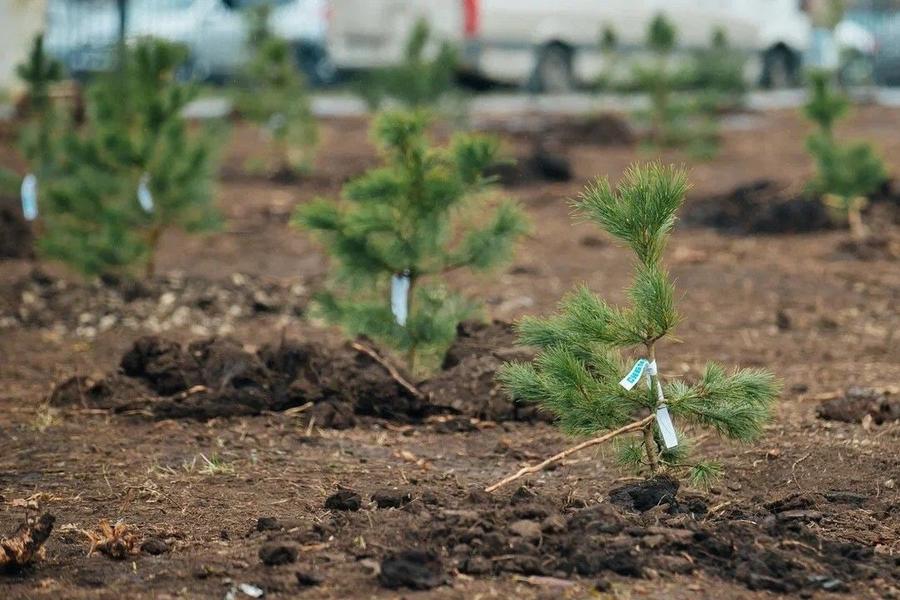 Больше полумиллиона саженцев высадил СИБУР в Нижнекамском районе за два года