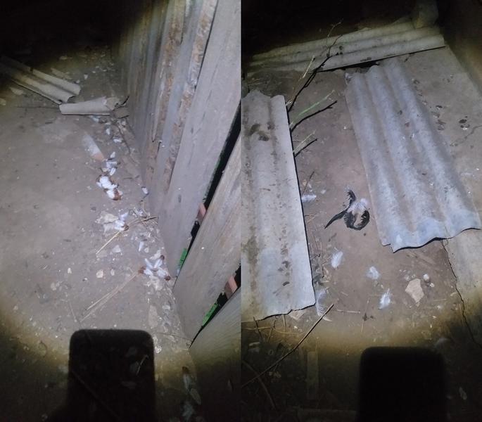 «Был бы на работе, задрали всех»: свора бродячих собак растерзала куриц в Елабуге