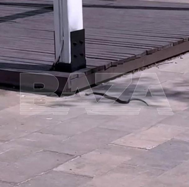 Соцсети: жители Москвы испугались «нашествия» змей