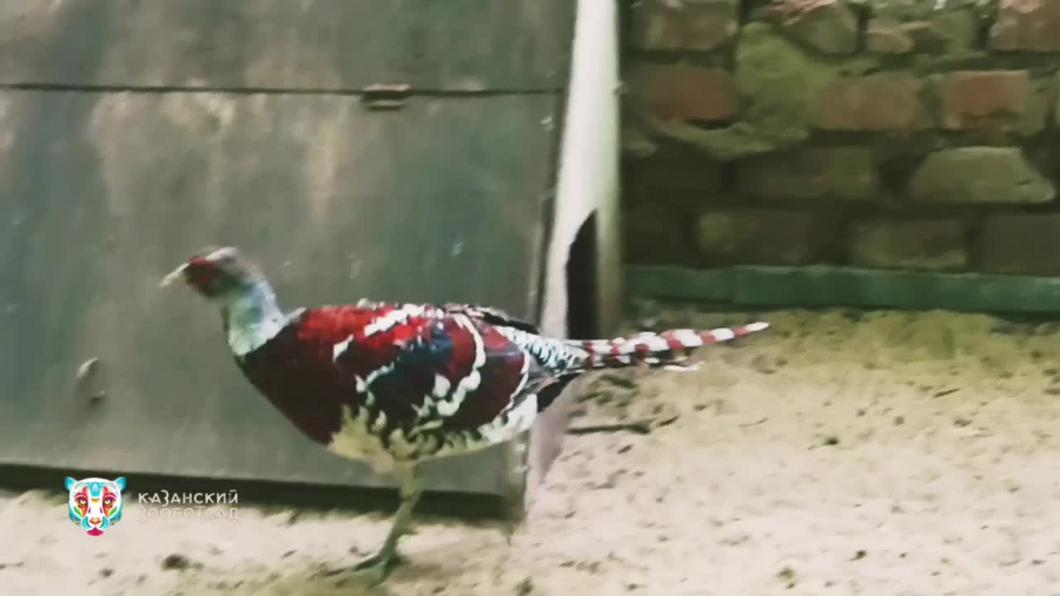 В казанский зоопарк привезли два новых вида фазанов