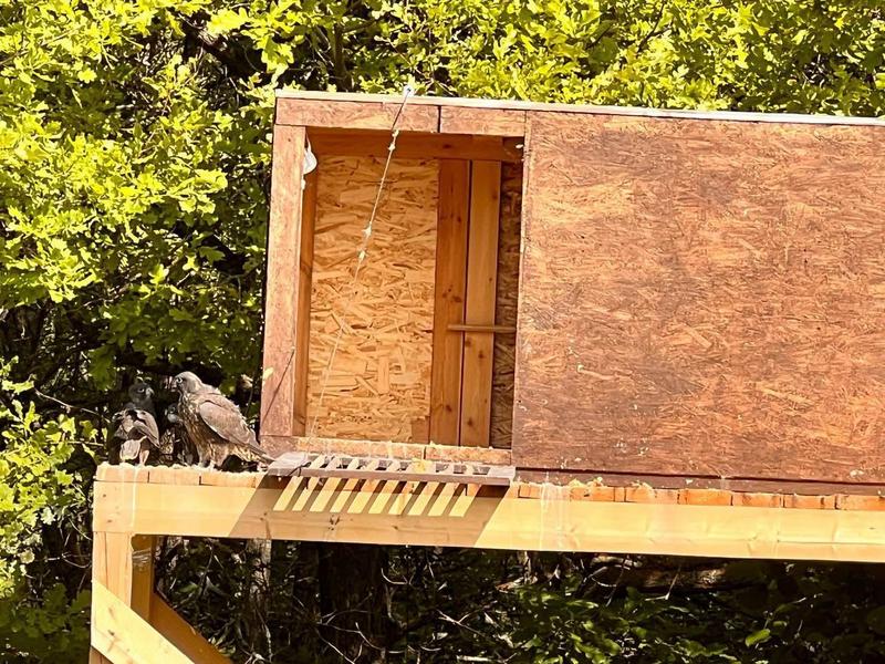 В Татарстане в первый полет отправились птенцы краснокнижных соколов-балобанов