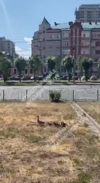 Жители Казани сняли на видео гуляющих уток на Чистопольской
