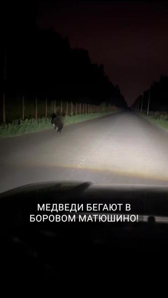 В Боровом Матюшино очевидец заснял бежавшего по дороге медведя
