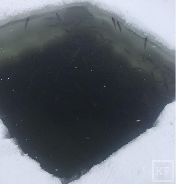 На озере в Казани подо льдом массово задыхается рыба