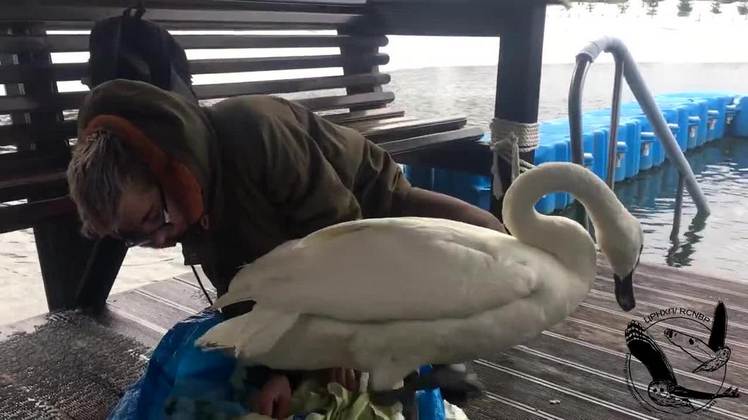 Спасенного в Башкортостане лебедя Мартина привезут в Нижнекамск