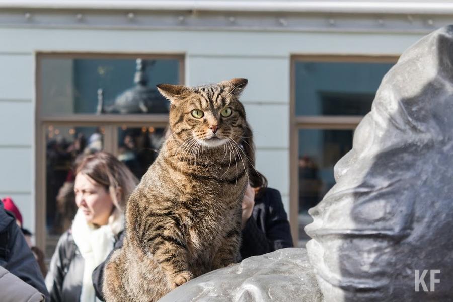 В Казань приехал знаменитый кот Виктор. Он стал символом борьбы за права животных
